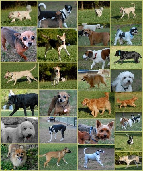 2010-09-18 Central Dog Park - Evening Session