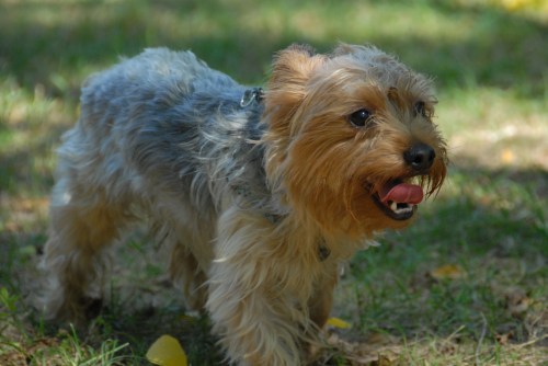 Central Dog Park 045