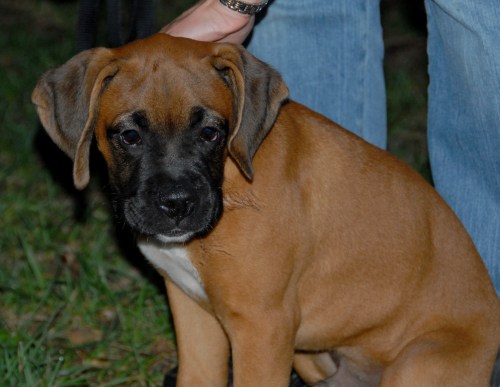 Central Dog Park 055