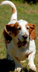 Central Dog Park 320