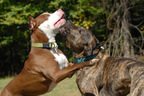 Central Dog Park 375