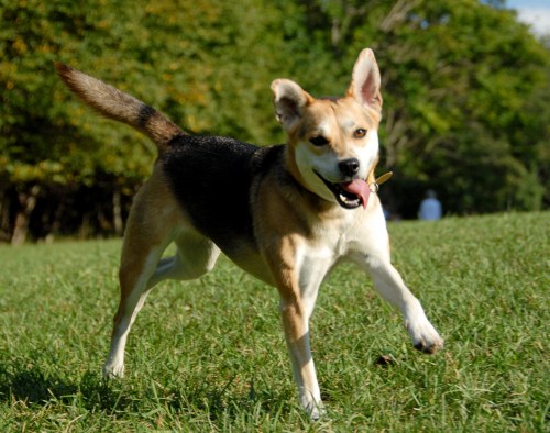 Central Dog Park - Evening Session 038