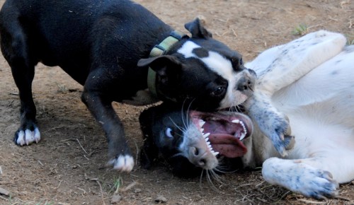 Dogs on Deck and Central Dog Park 052