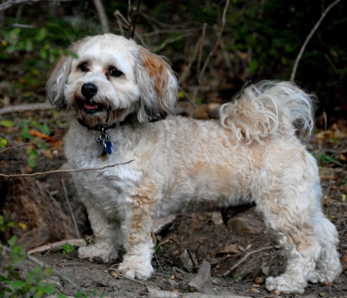 Dogs on Deck and Central Dog Park 053
