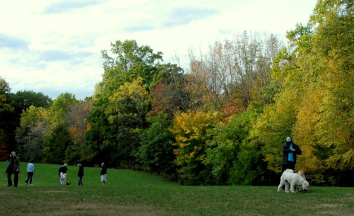 Central Dog Park 241