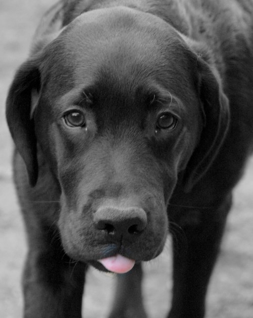 Central Dog Park 260