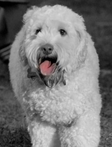 Central Dog Park in the Afternoon 033