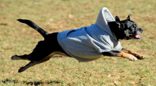 Central Dog Park on Sunday Afternoon 1070