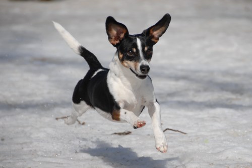 Central Dog Park in the Melt 021