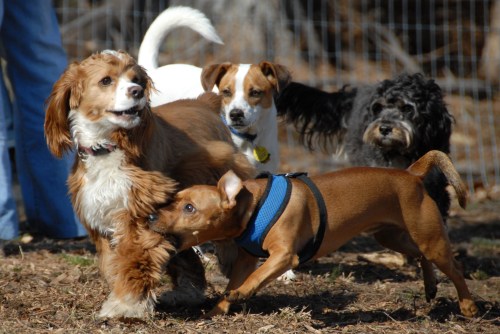 Central Dog Park in the Melt 201