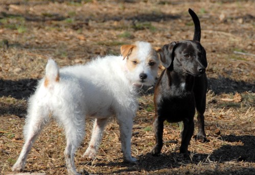 Central Dog Park in the Melt 384