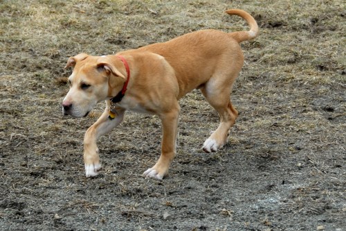 Denville Dog Park on Saturday Afternoon 062