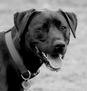 Denville Dog Park on Saturday Afternoon 066