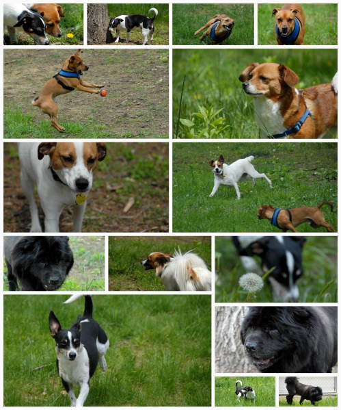 2011-05-07 Central Dog Park