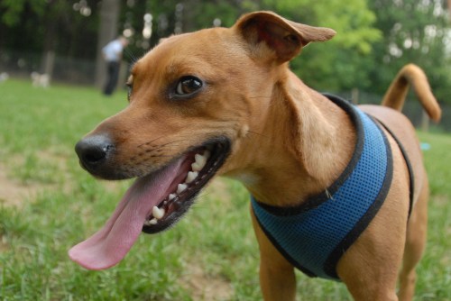 Central Dog Park 010