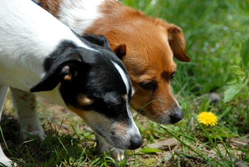 Central Dog Park 072