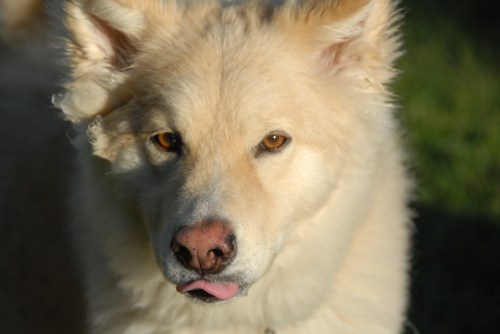 Central Dog Park 167