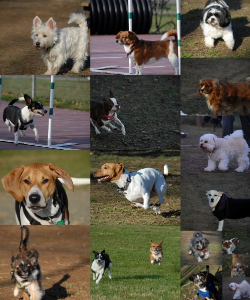 2011-12-04 Central and Denville Dog Parks